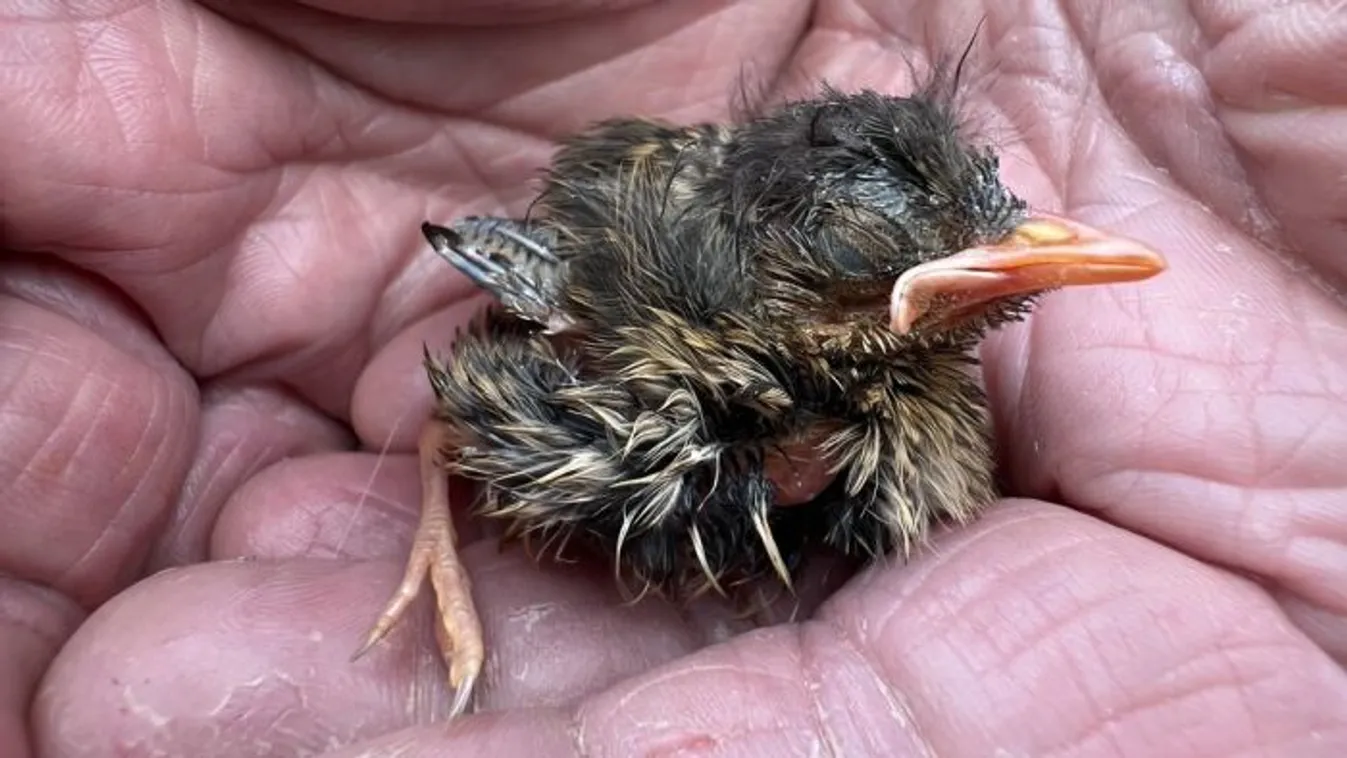 Mit tegyünk, ha madárfiókát találunk?