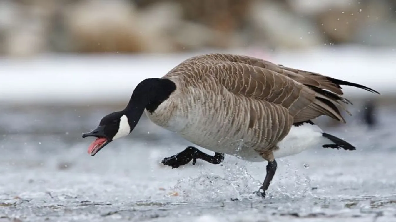 Agresszív ludakra figyelmeztet a kanadai kormány