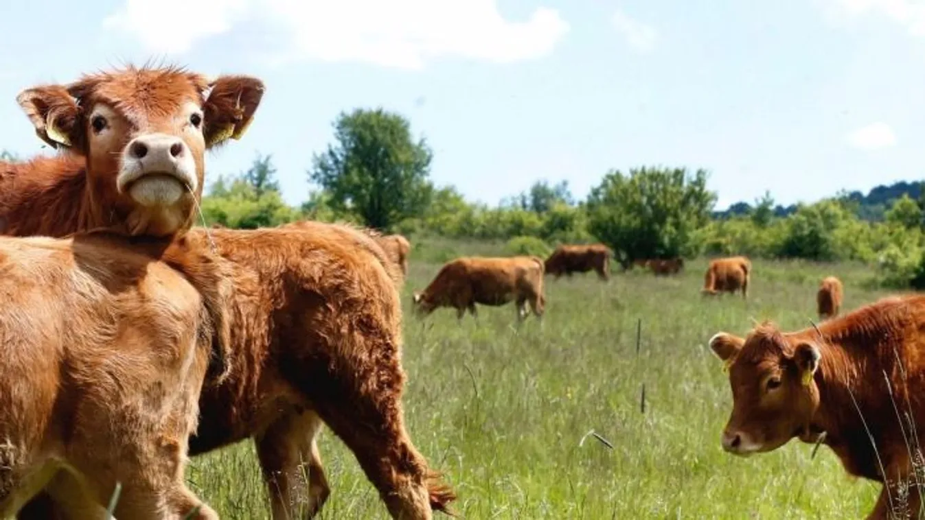 Száj és körömfájás: Újabb két telepen jelent meg a fertőzés