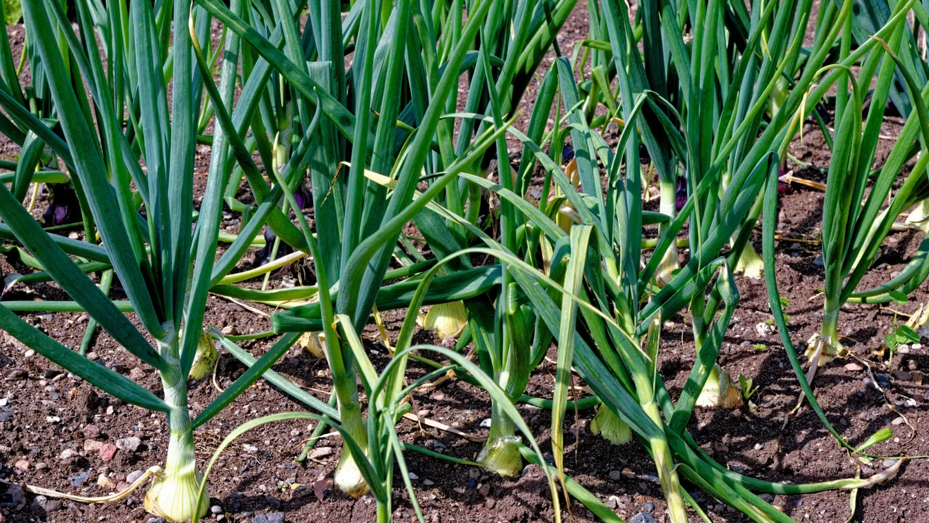 A legjobb trükkök, hogy óriás hagymák nőjenek a kertedben