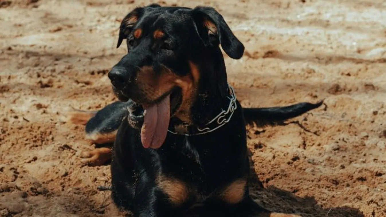 16 késszúrással terítette le a kutyákat a kiskunmajsai férfi