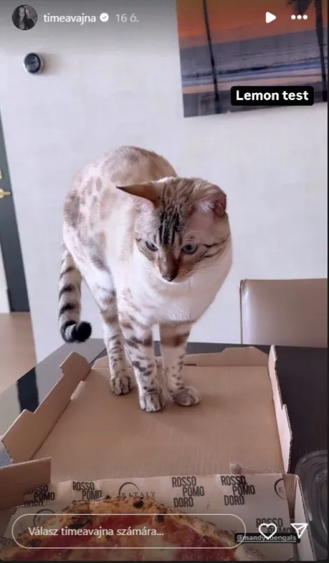 Vajna Timi macska