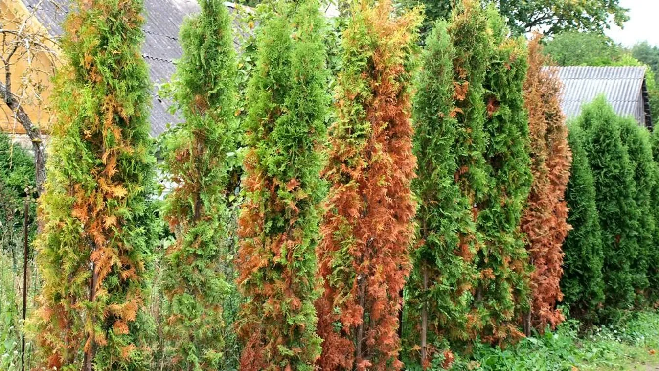 Szárad a tuja? Még van esély megmenteni!