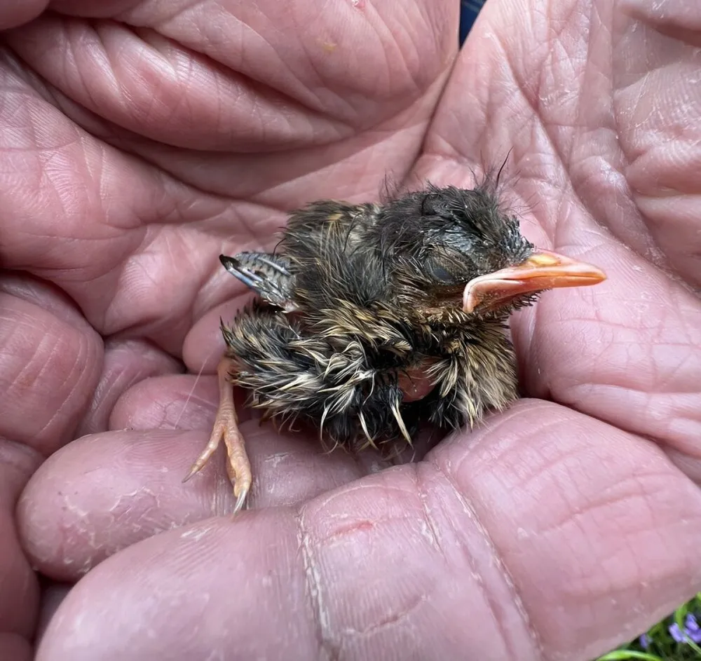 fióka, madárfióka, madár, kismadár, 