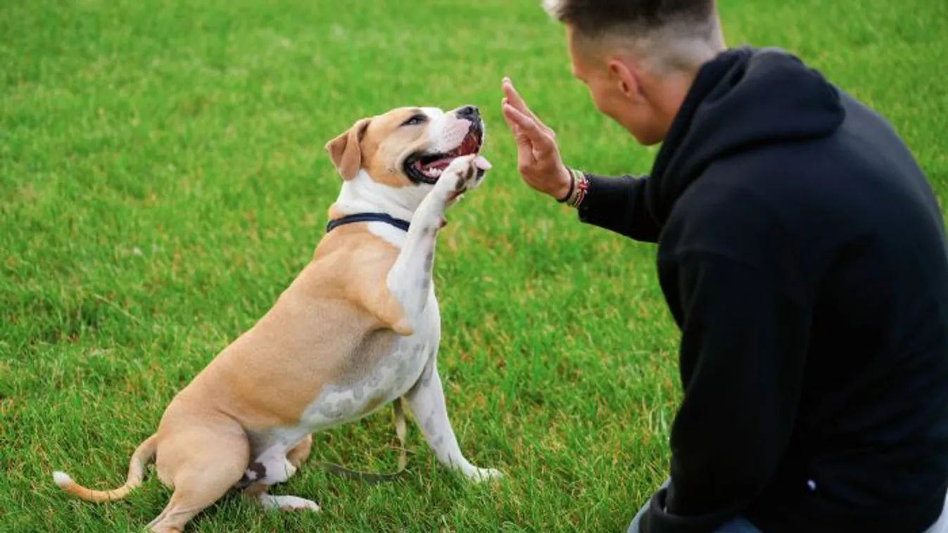 A kutyatartás lélektanáról fogalmaztak meg új elméletet az ELTE kutatói, te egyetértesz vele?