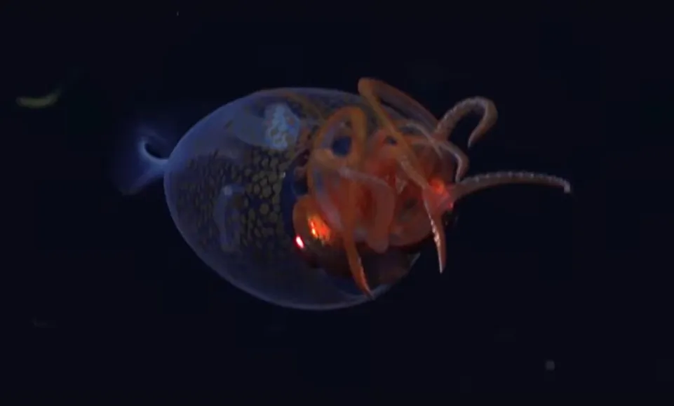 alt=A mélytengeri szörny nem is olyan ijesztő, mint ahogy eddig gondoltuk