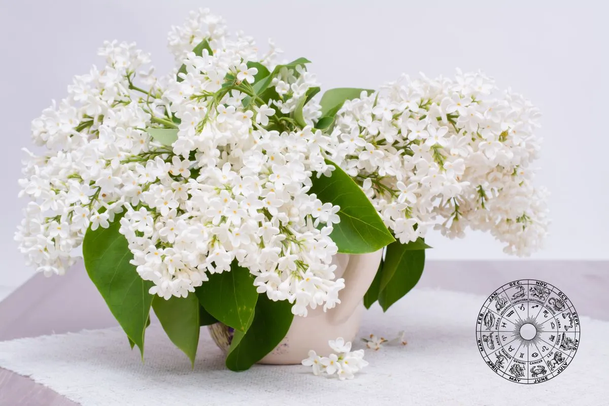 Virághoroszkóp Bunch,Of,White,Lilac,In,A,Jug,On,The,Table