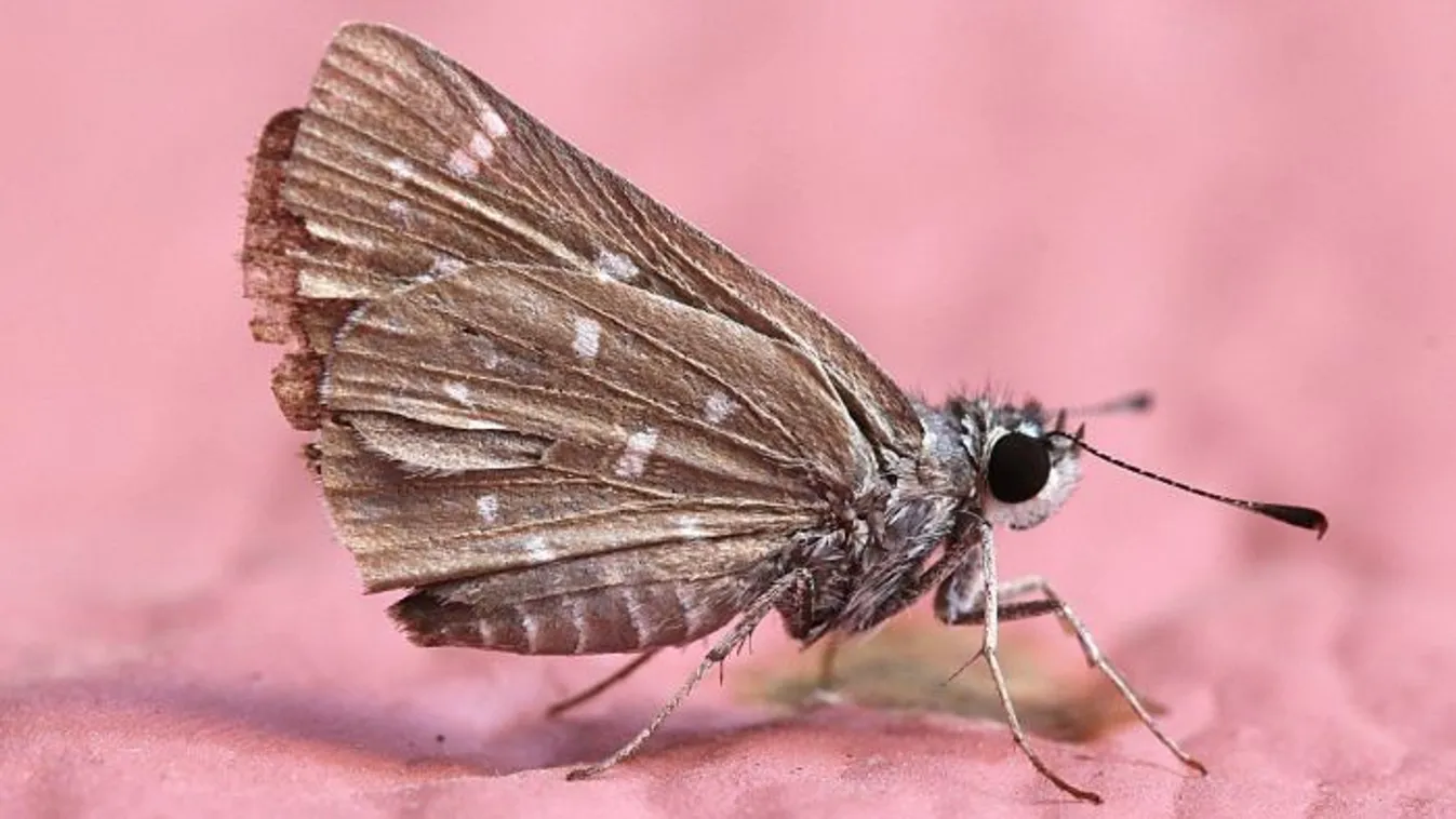 Így védd meg otthonod a molyoktól