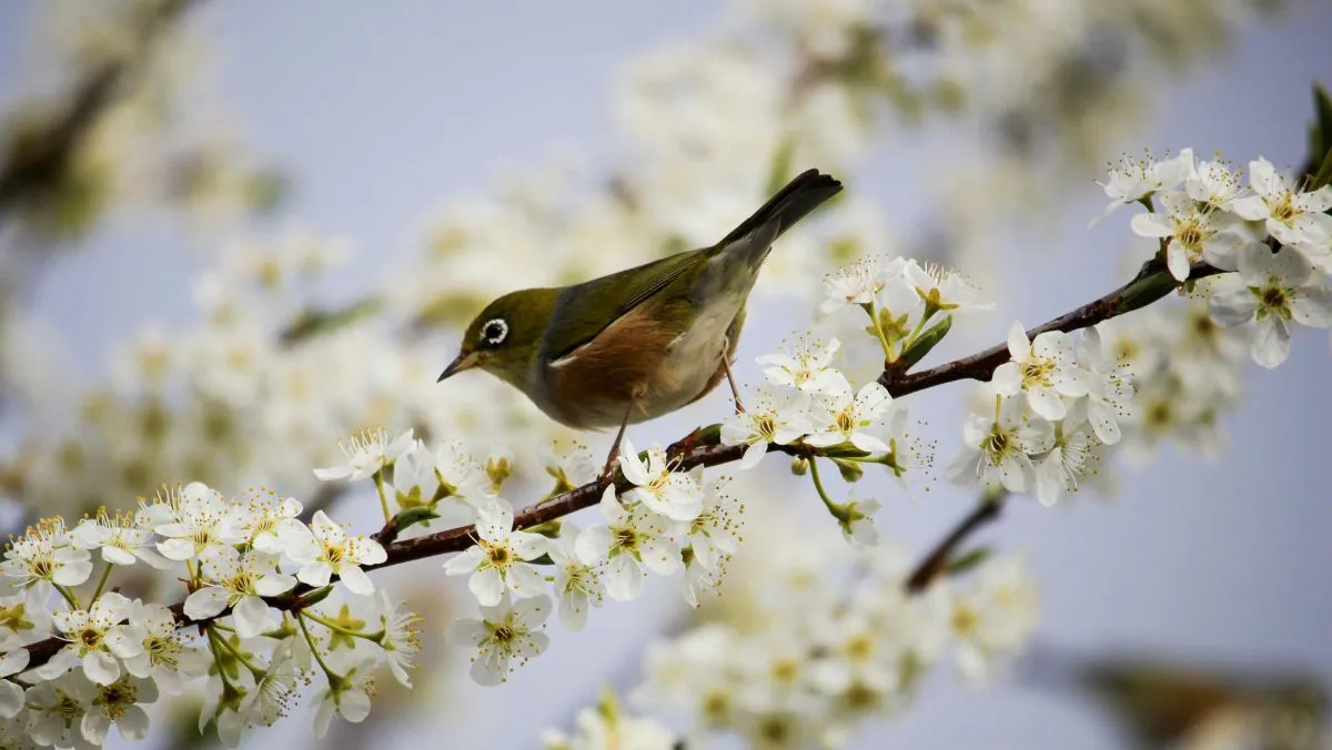 időjárás, népi hiedelem, népi hagyomány, néphit, madár