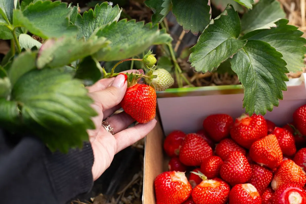Az eper gondozása megalapozza a bőséges termést. 