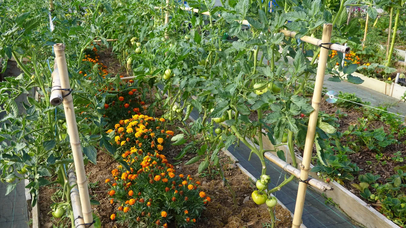 Így ültess 2025-ben: legyen öngyógyító a veteményes!