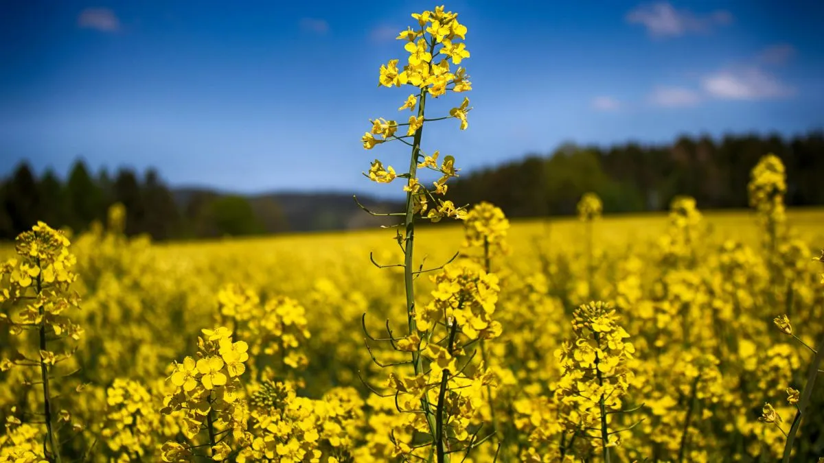 A hétvége közeledtével az országos riasztás is megszűnik a zivatarok miatt.