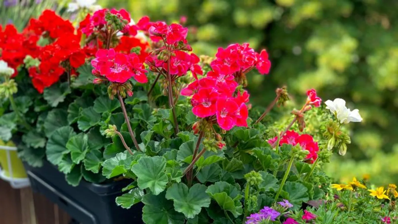 Muskátli-kisokos kezdőknek: virágtenger a balkonon