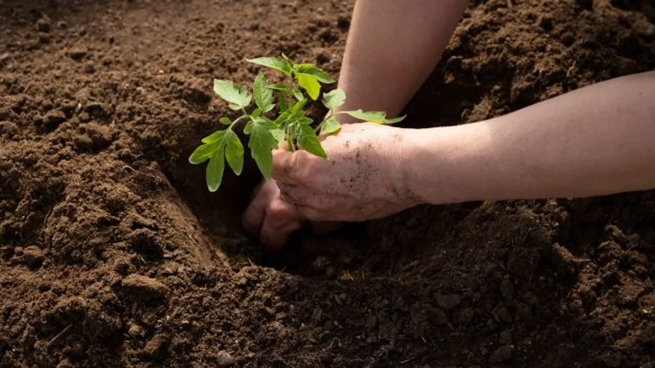 Halcsont a paradicsom alá? Érdemes kipróbálni!