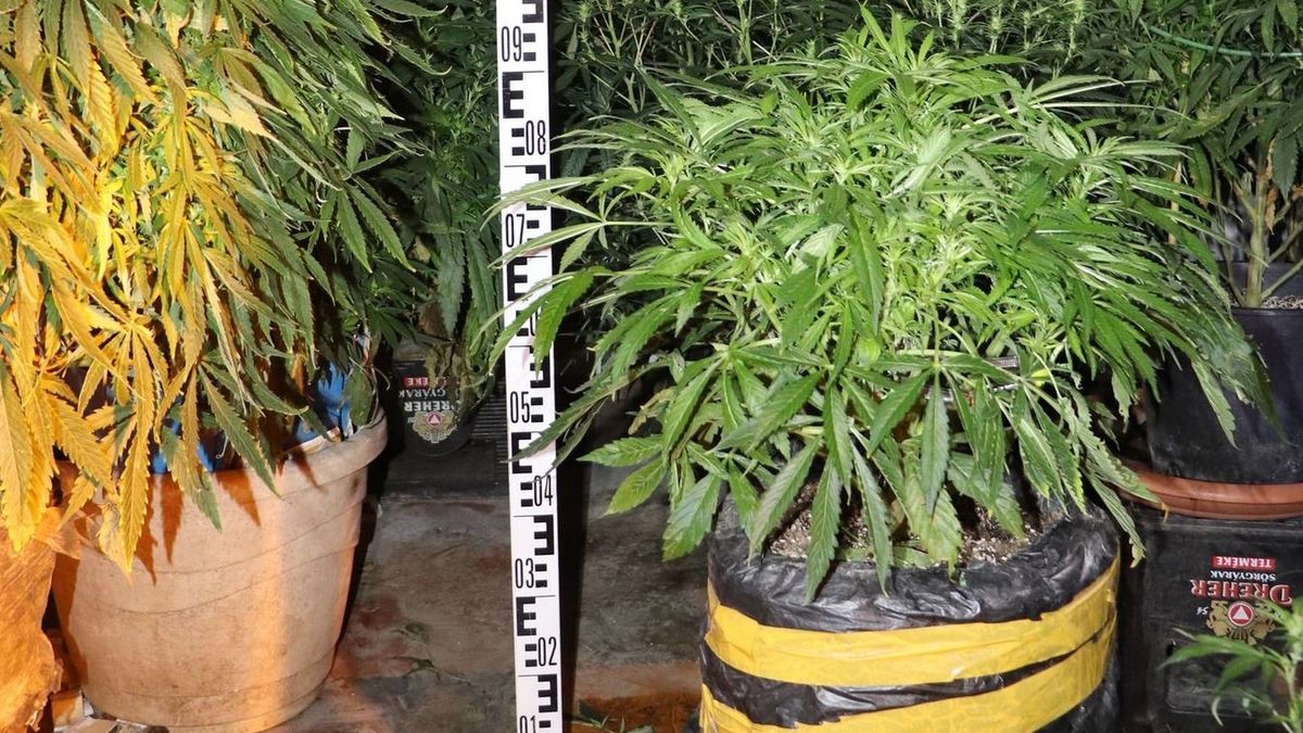 16 éves dílert fogtak és egy drognagyi is rács mögé került – íme a hét legnagyobb drogfogásai