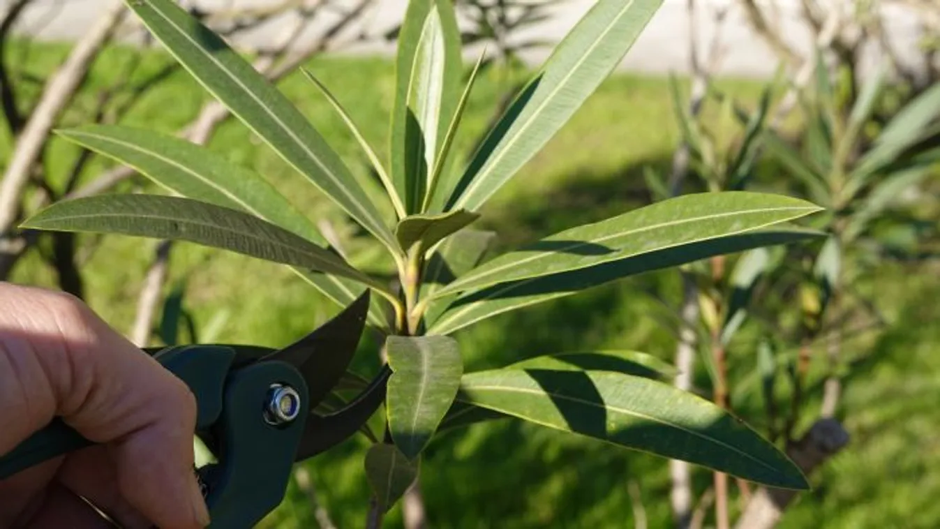 Ne legyél szívbajos: Így kell visszavágni a leandert