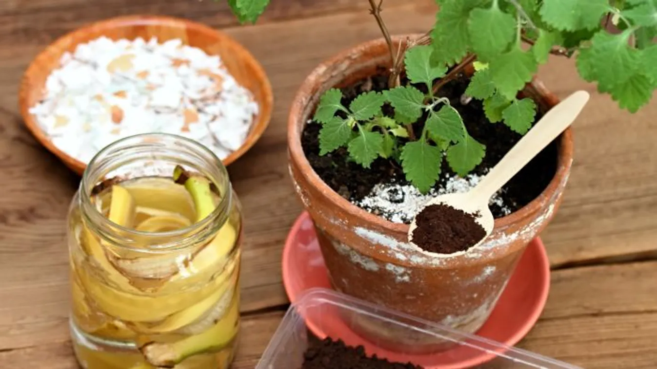 Tojáshéj, kávézacc és banánhéj: csodakoktél palántákhoz
