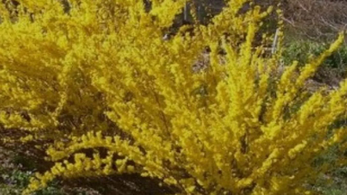 Így lesz meseszép a kertben az aranyeső