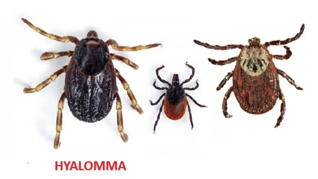 Veszélyes vérszívó Magyarországon