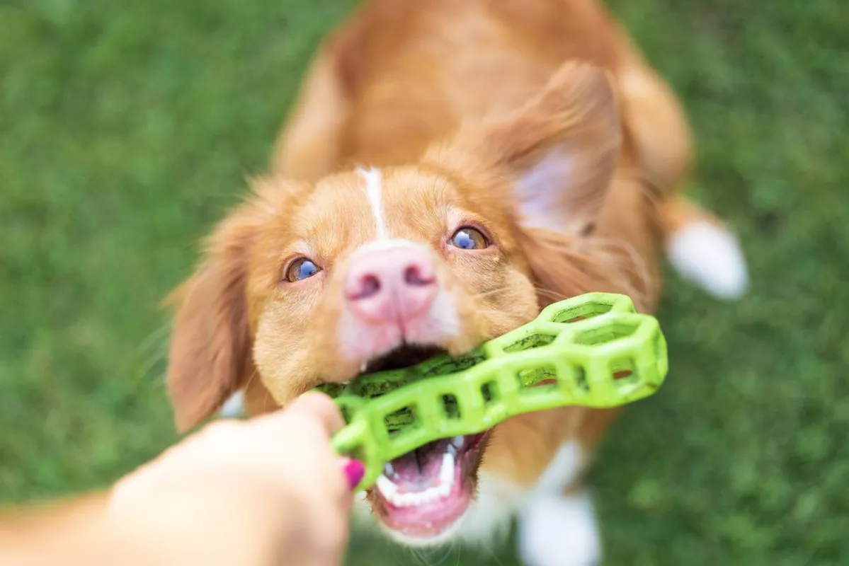 A kutyatartás lélektana kapcsán készült átfogó kutatás.