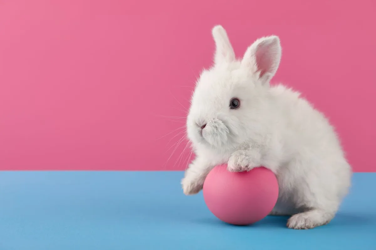 White,Easter,Bunny,Rabbit,With,Egg,On,Blue,And,Pink