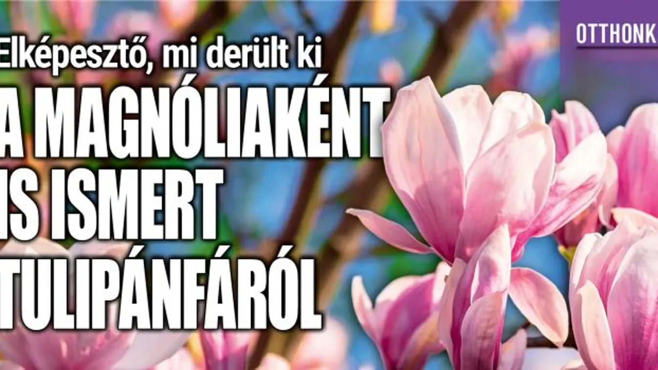 Elképesztő, mi derült ki a tulipánfáról