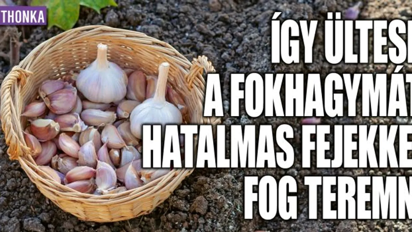 Így ültesd a fokhagymát, hatalmas fejekkel fog teremni
