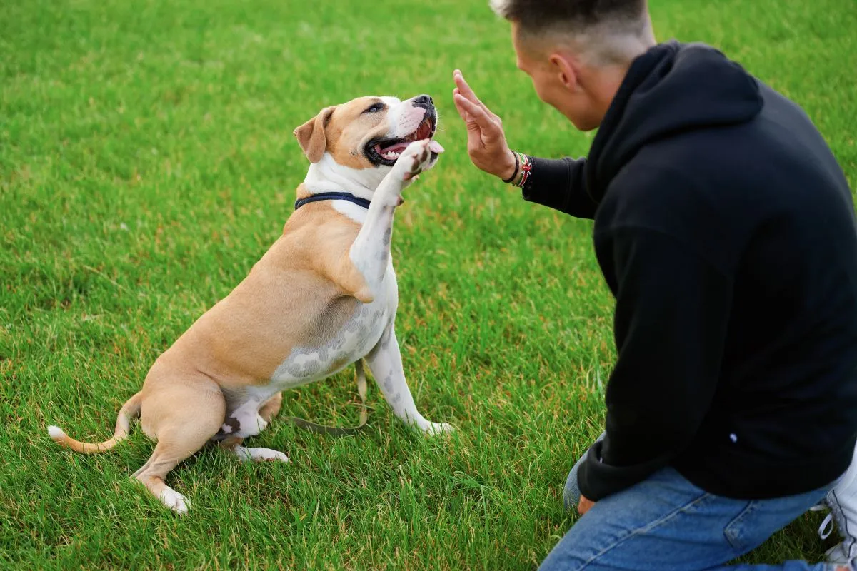 Dog,Is,Giving,Paw,To,Its,Owner,On,Park.,A