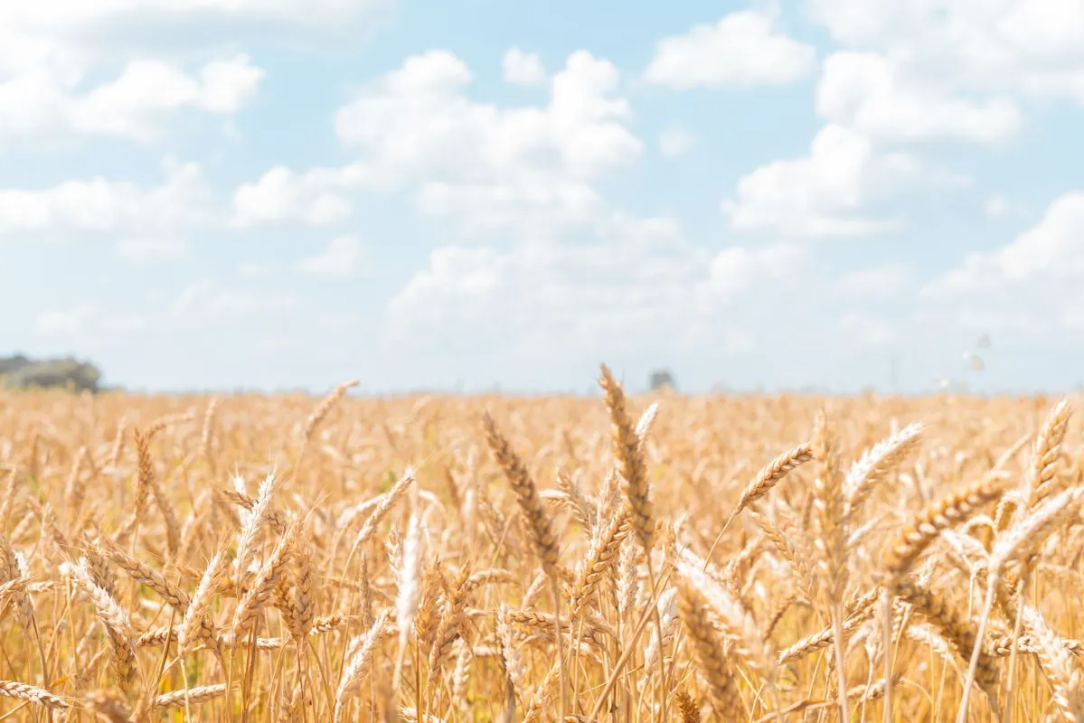 Ears,Of,Ripe,Wheat,In,The,Field