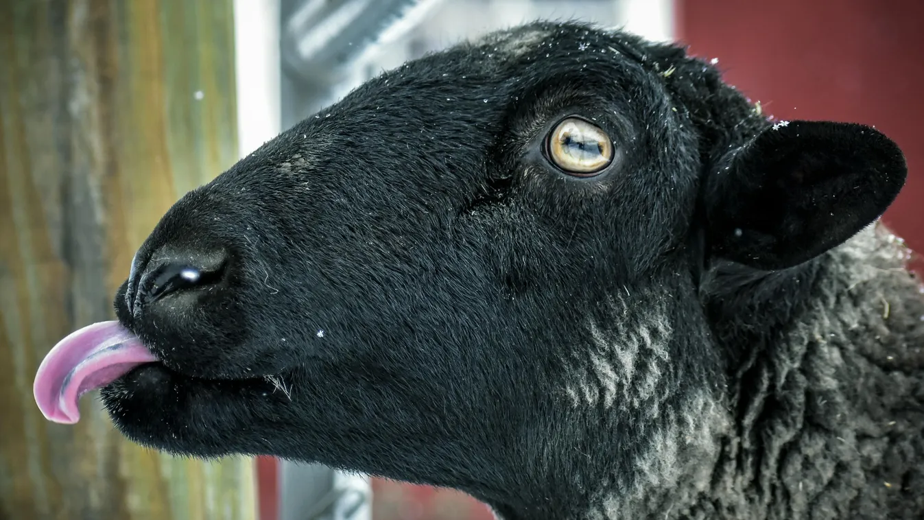 Mi ez a kéknyelvnek nevezett halálos betegség?