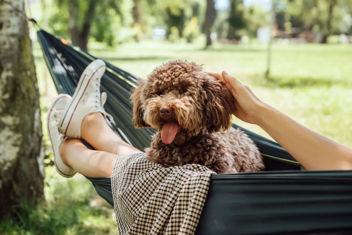 Woman,Relaxing,In,Hammock,Petting,Dog,Fluffy,Brown,Maltipoo,Dog