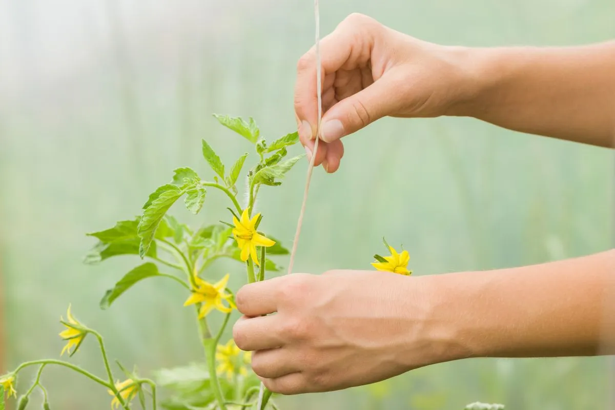 Így nem lesz káosz a paradicsom kötözése.