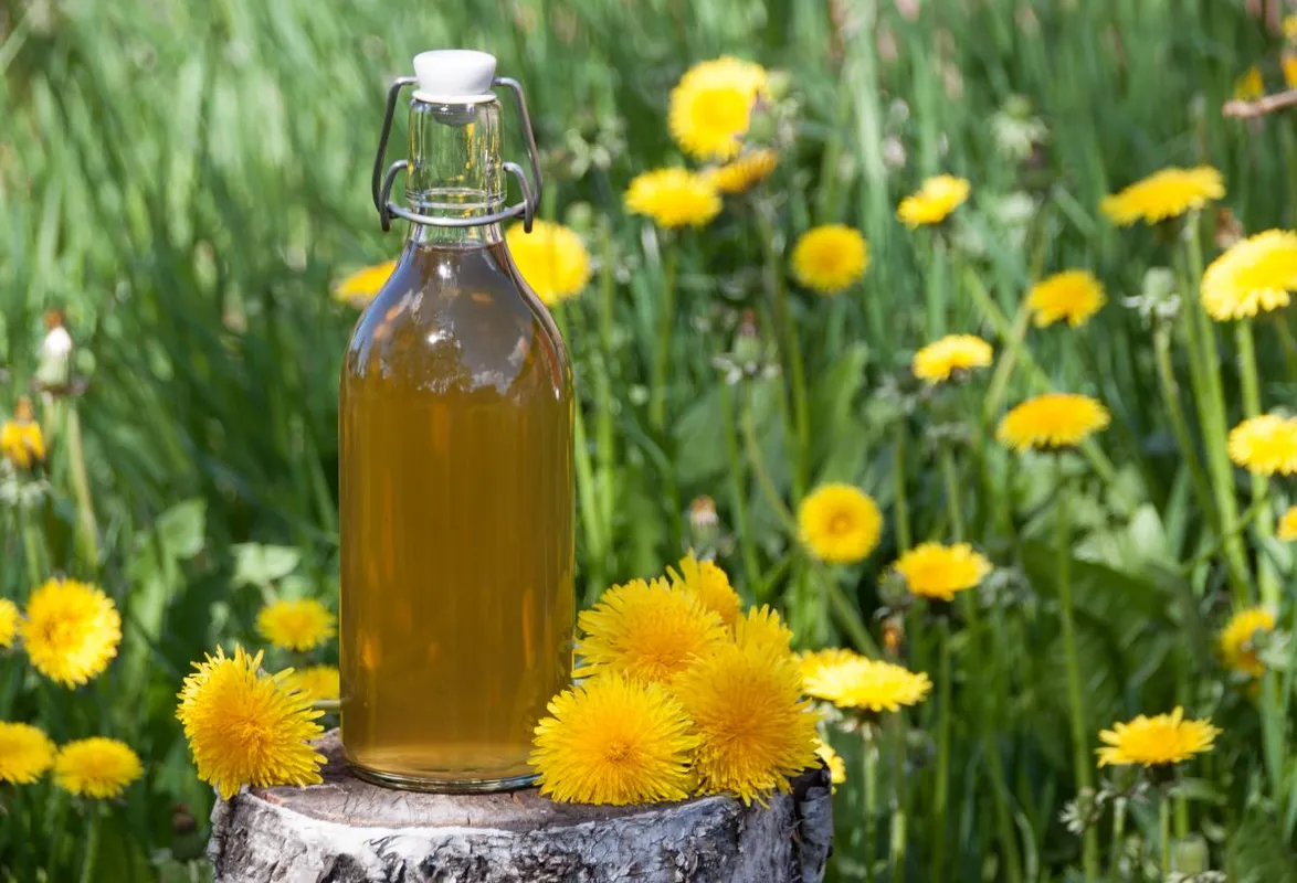 Egyszerűen elkészíthető a pitypangszörp.