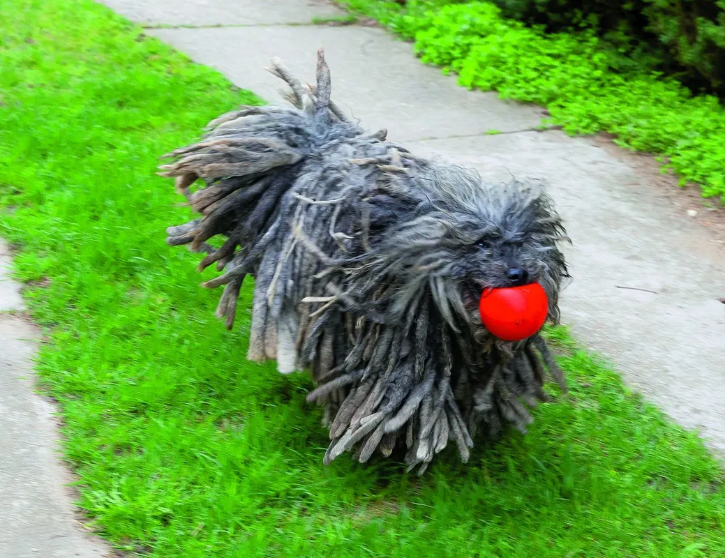 Nagy Feró - (én és kedvencem) Fero két kutyáját az unokái nevezték el - RIPOST
