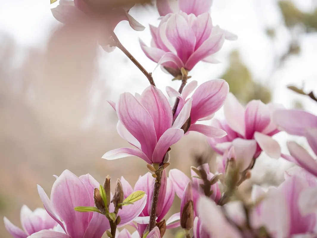Többféleképpen felhasználhatók az ehető virágok.