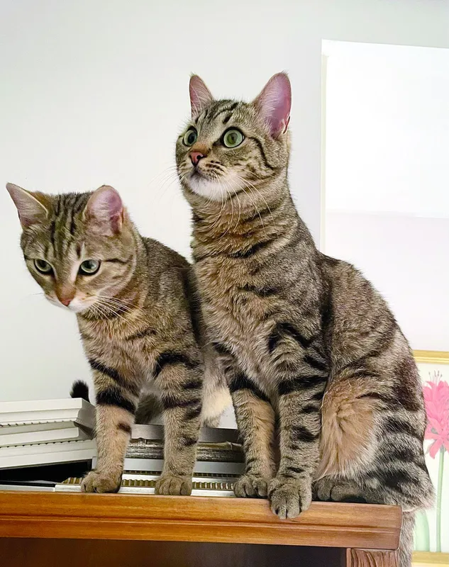 Kedvencek rovatban Náray Erika és a cicái RIPOST
