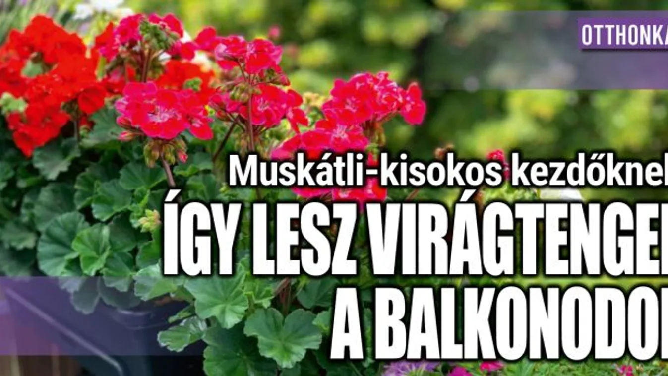 Muskátli-kisokos kezdőknek: virágtenger a balkonon