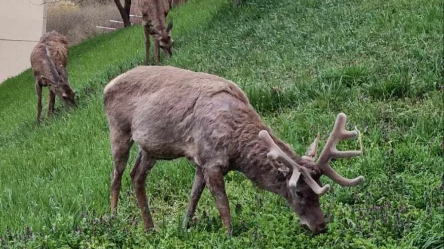 salgótarján vadállat