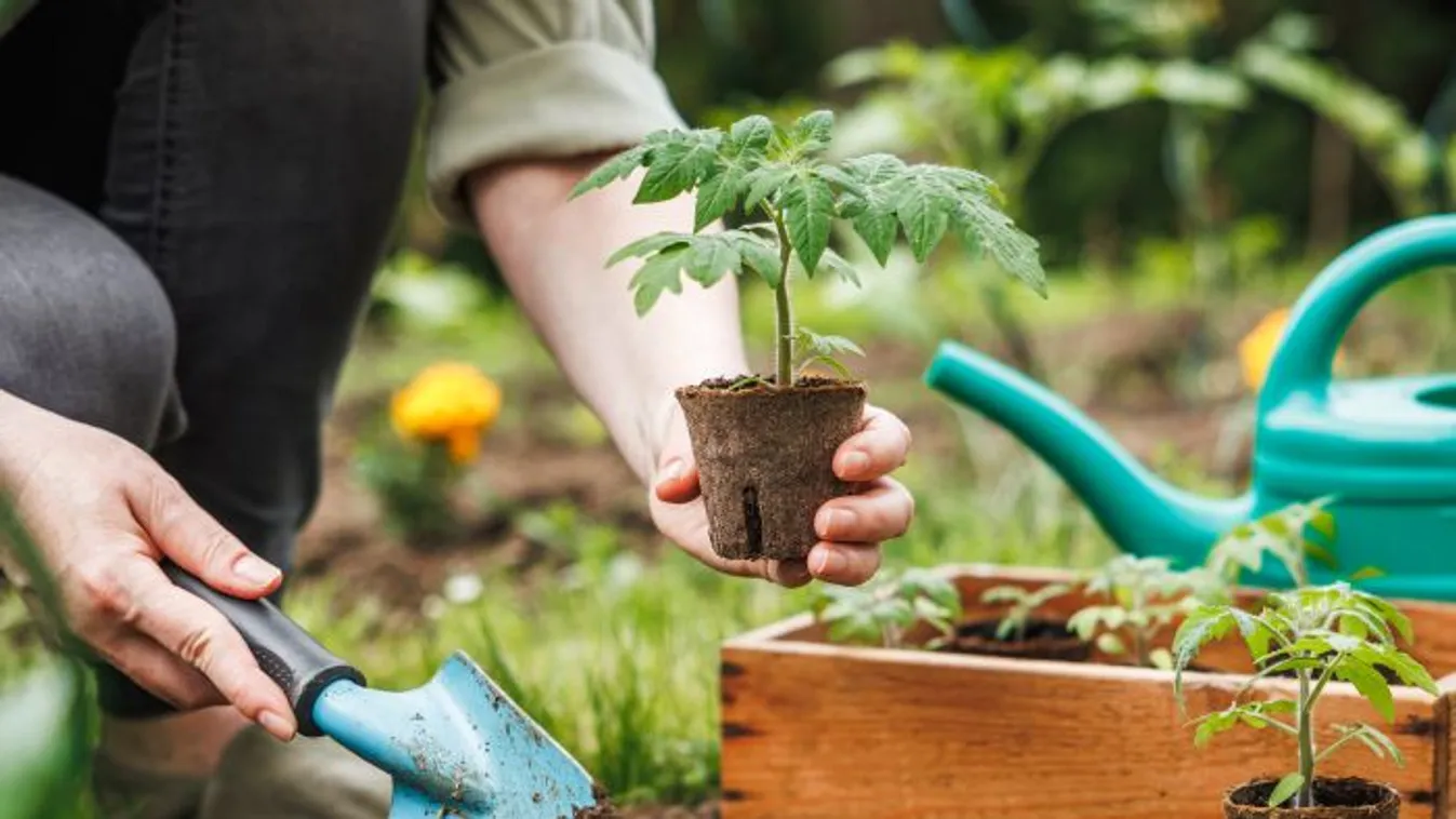 Eszméletlen, mit művel a tyúktojás a paradicsompalántával