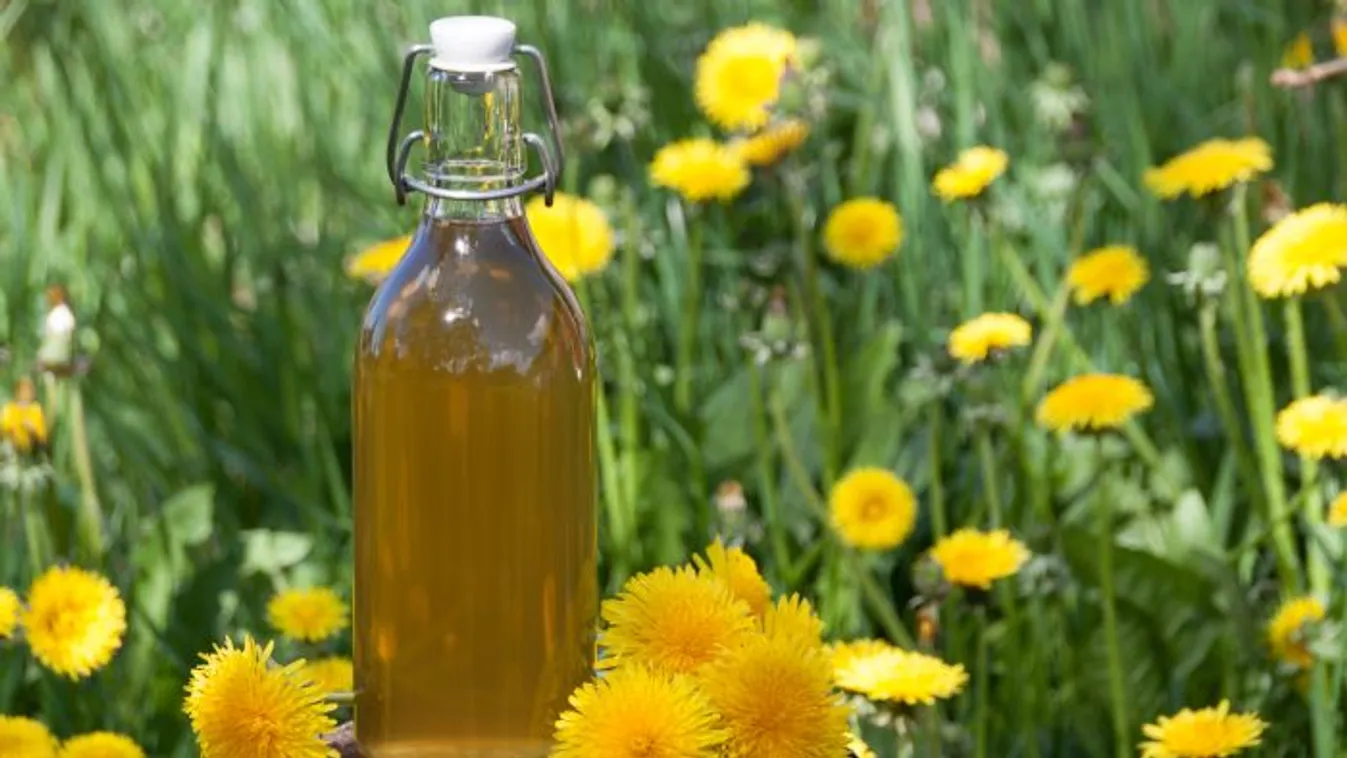 Ingyen adja a természet: így készül a pitypangszörp