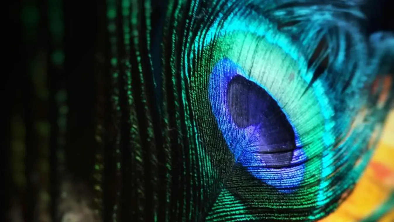 Új színt fedeztek fel: összesen 5 ember láthatta