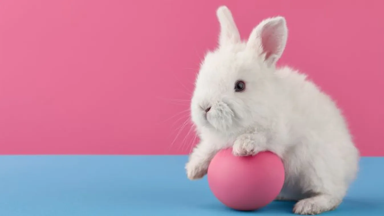 Mit keres a nyúl a húsvétban? Az ősi rejtély, amely összeköti a múltat és a jelent