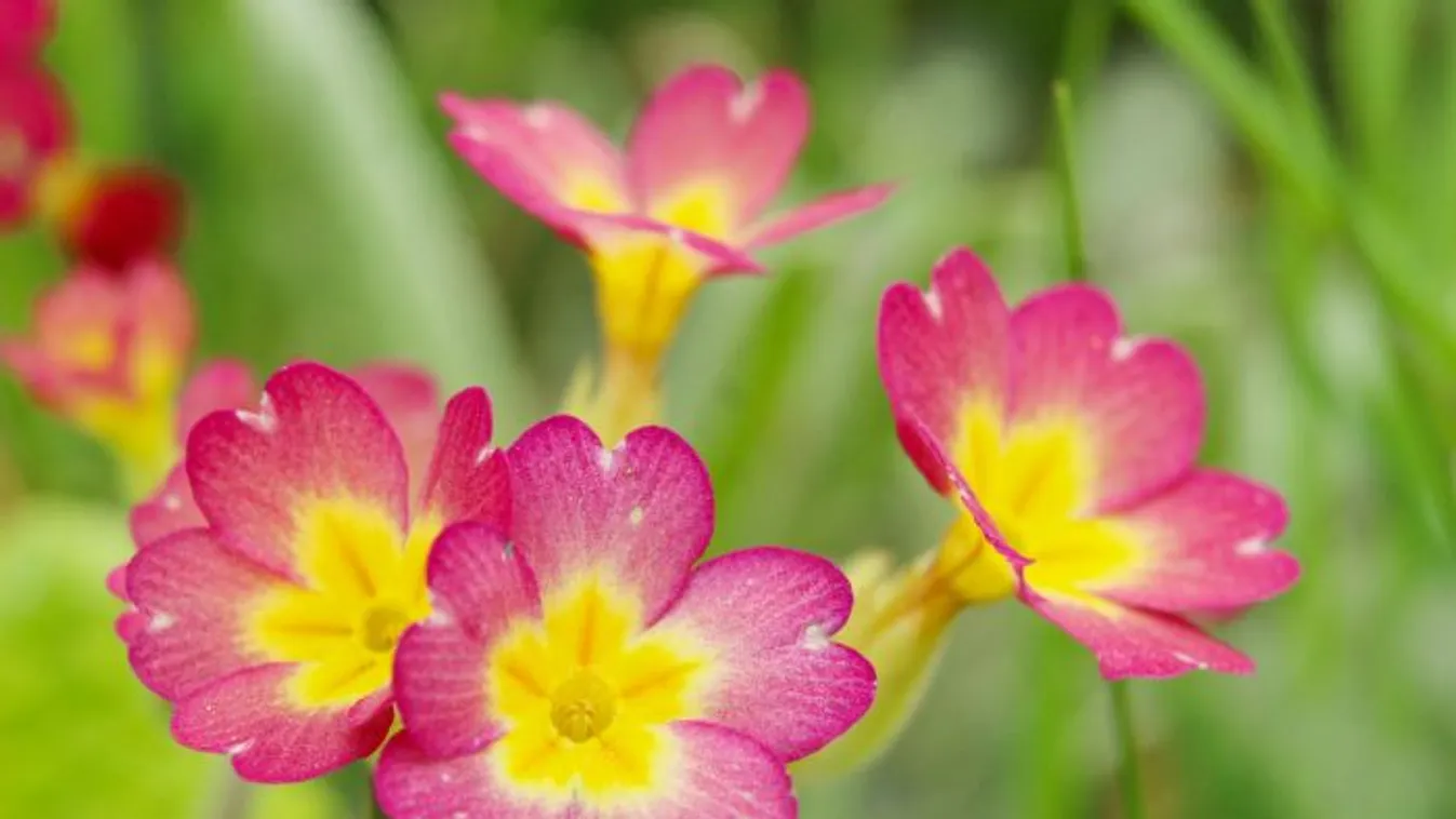 5 meglepő dolog, amire jó a kankalin