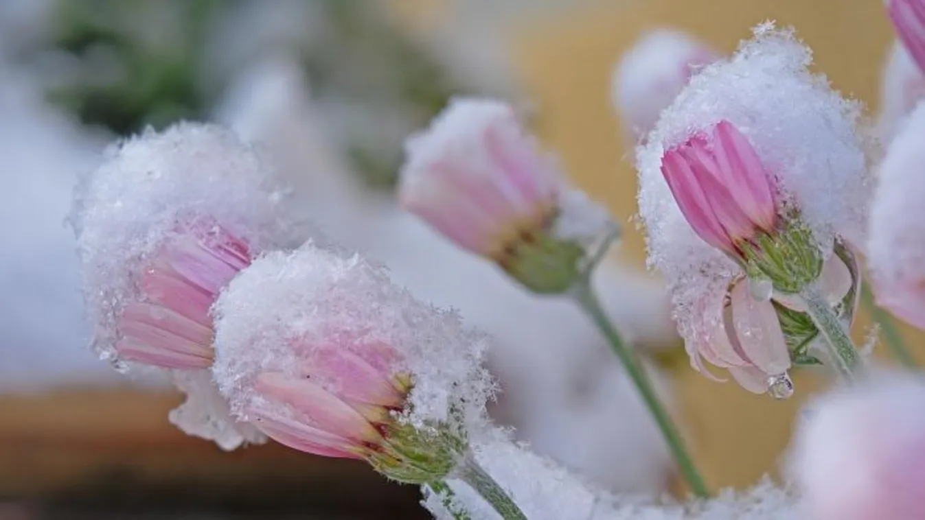 Drasztikus lehűlés jön: Vilmos napja titkot őriz