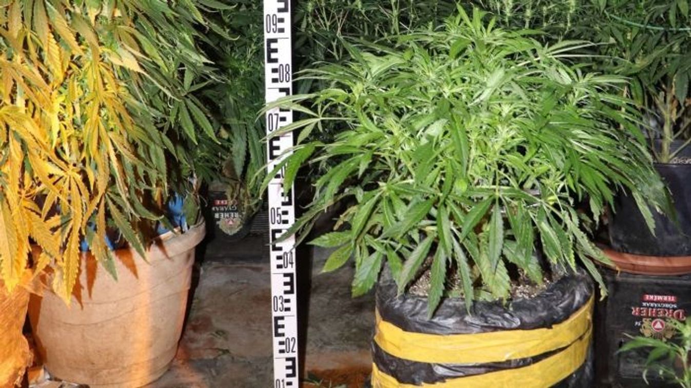 16 éves dílert fogtak és egy drognagyi is rács mögé került – íme a hét legnagyobb drogfogásai