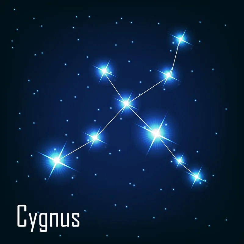 The,Constellation,",Cygnus",Star,In,The,Night,Sky.,Vector