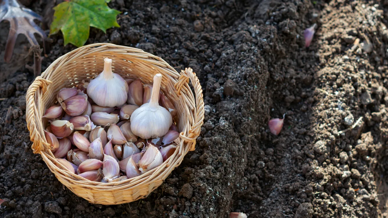Így ültesd a fokhagymát, hatalmas fejekkel fog teremni