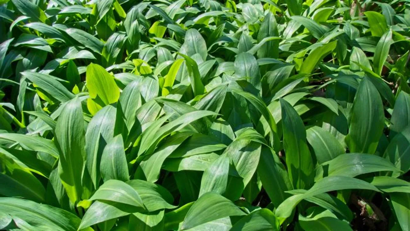 Így telepítheted meg te is a medvehagymát a kertedben