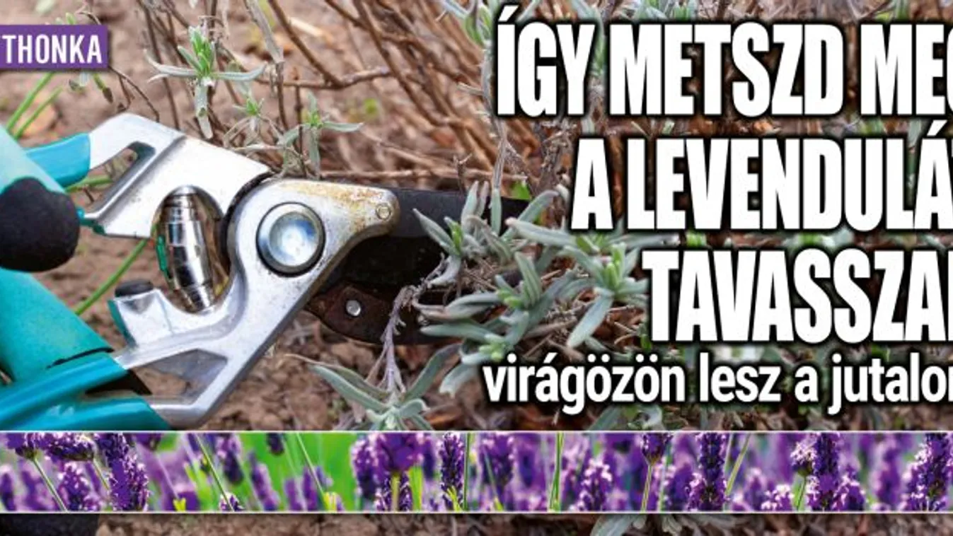 Így metszd meg a levendulát tavasszal