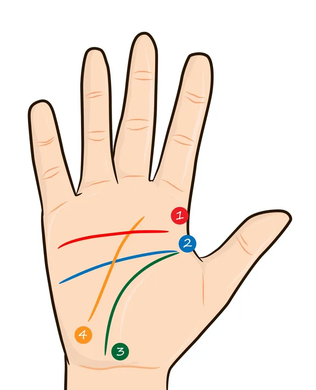 Tenyér vonalai Line,Art,Of,Hand,Gestures,And,Palm,Palmistry,,,Thumb
